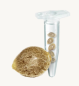 Preview: Samen 3x Original Blueberry Automatik Fast Buds